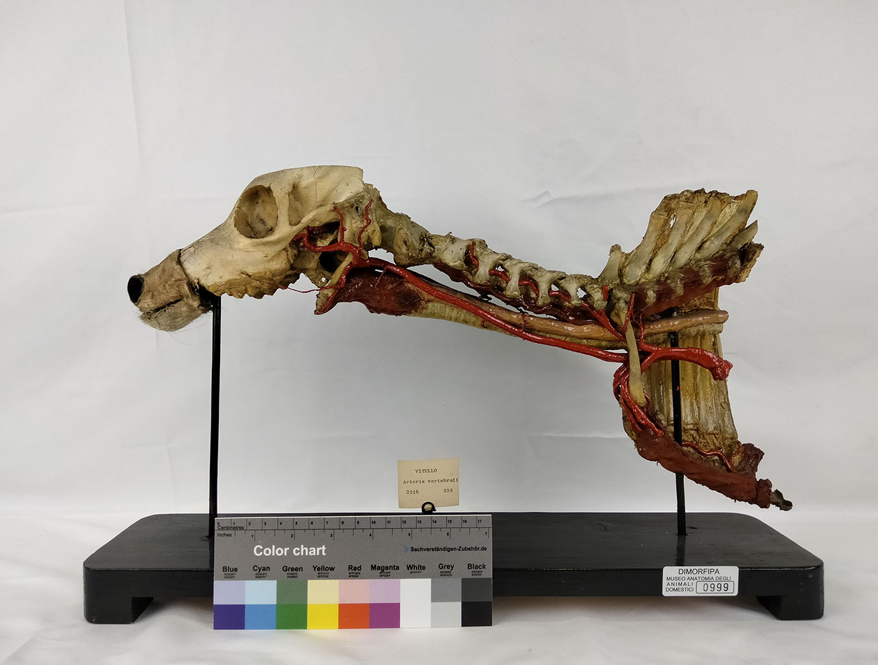 VERTEBRATI/ MAMMIFERI/ vitello (serie)