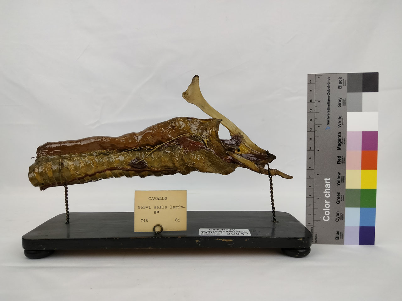 VERTEBRATI/ MAMMIFERI/ cavallo (esemplare)