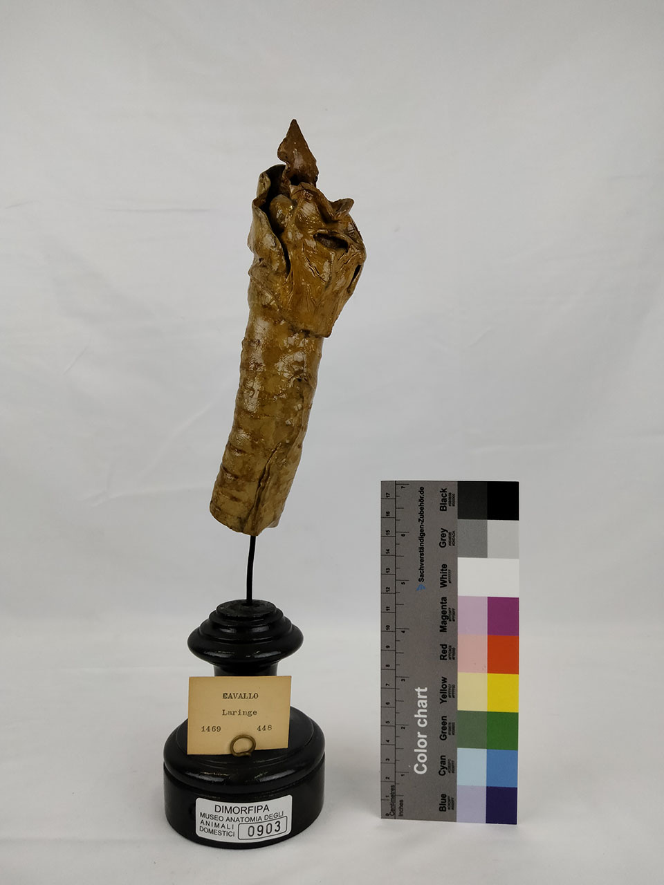 VERTEBRATI/ MAMMIFERI/ cavallo (esemplare)