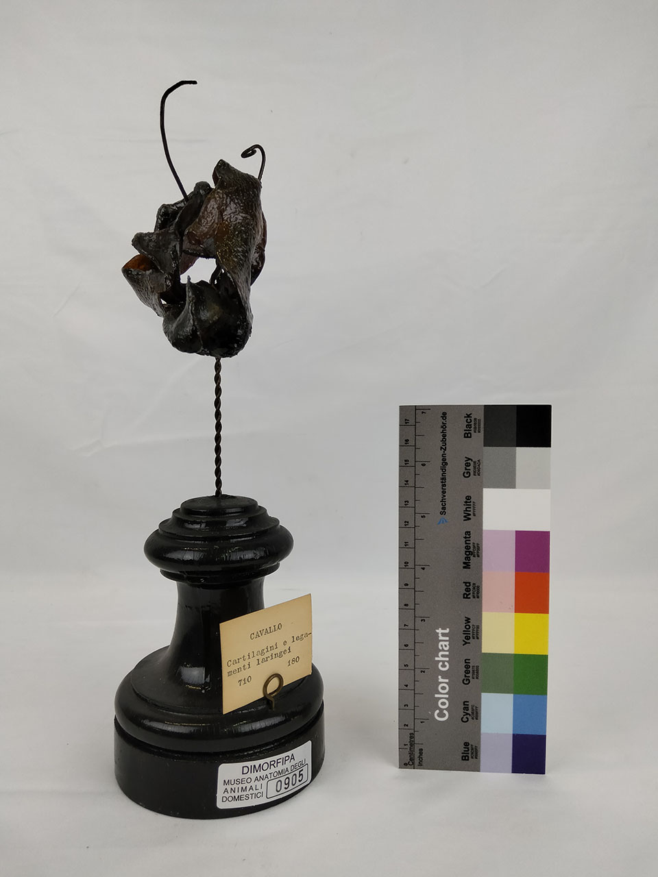 VERTEBRATI/ MAMMIFERI/ cavallo (esemplare)