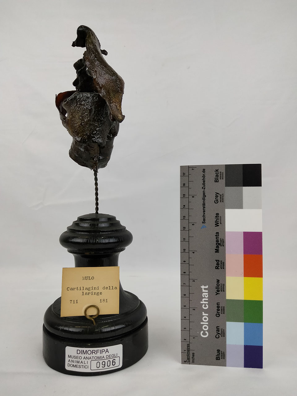 VERTEBRATI/ MAMMIFERI/ mulo (esemplare)