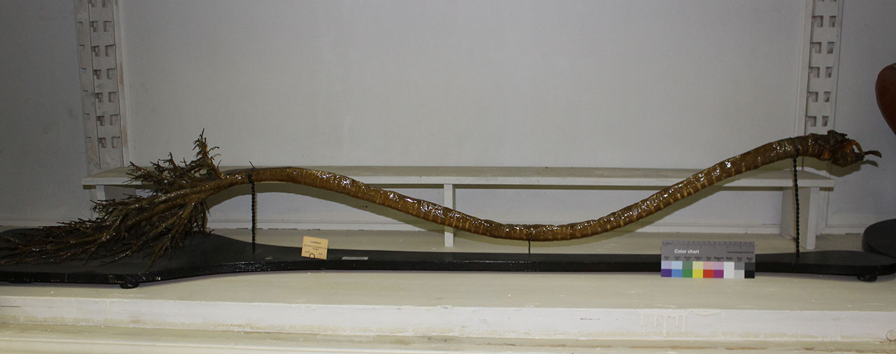 VERTEBRATI/ MAMMIFERI/ cammello (esemplare)