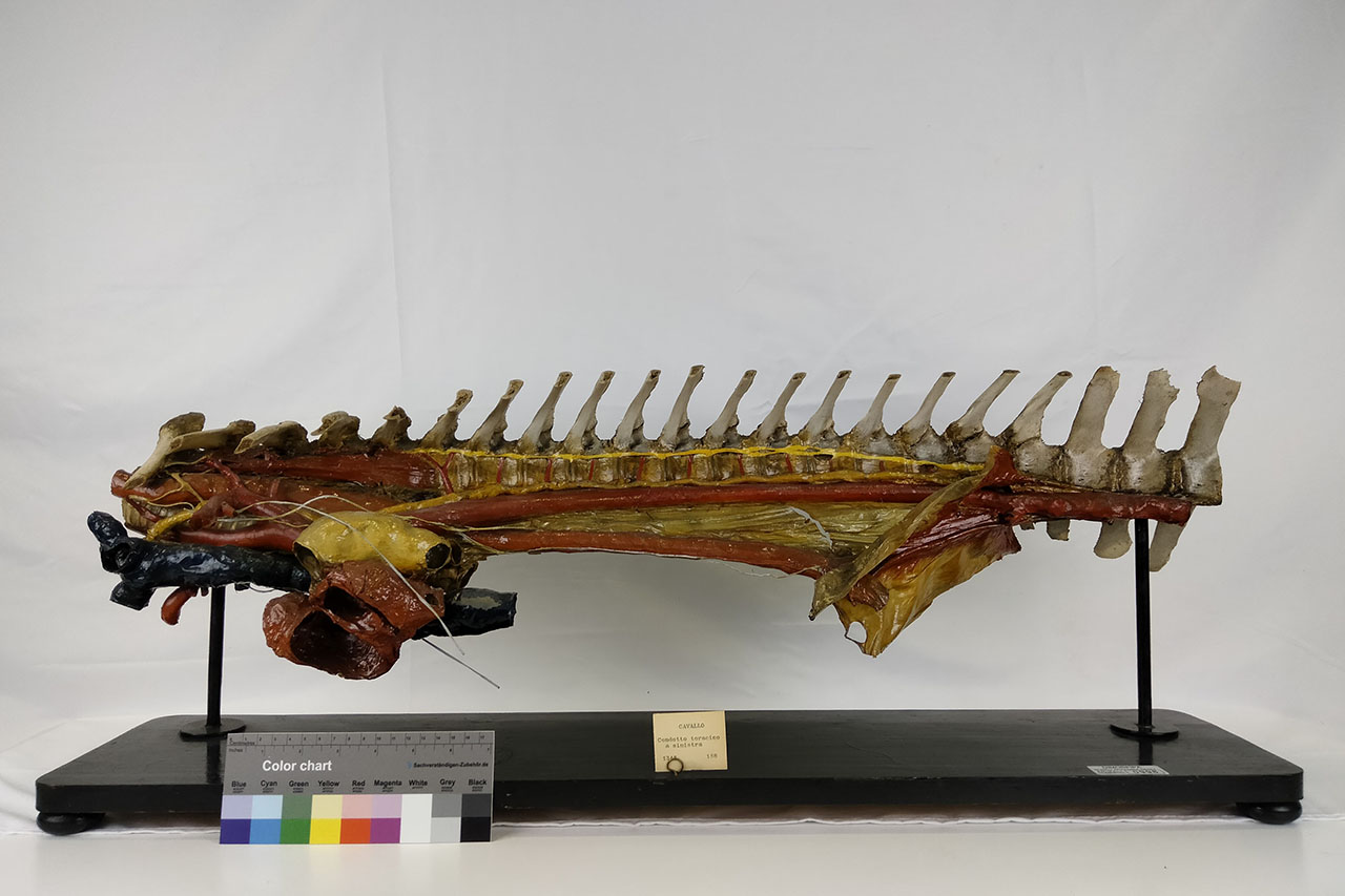 VERTEBRATI/ MAMMIFERI/ cavallo (serie)