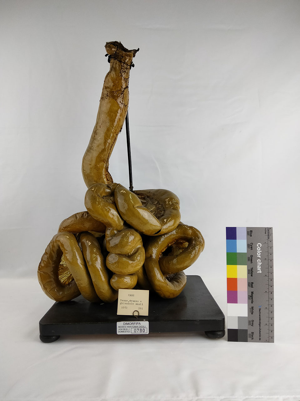 VERTEBRATI/ MAMMIFERI/ cane (esemplare)