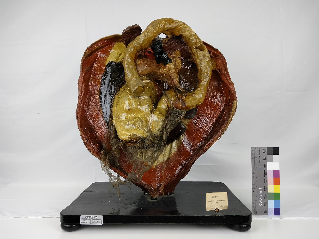 VERTEBRATI/ MAMMIFERI/ asino (serie)