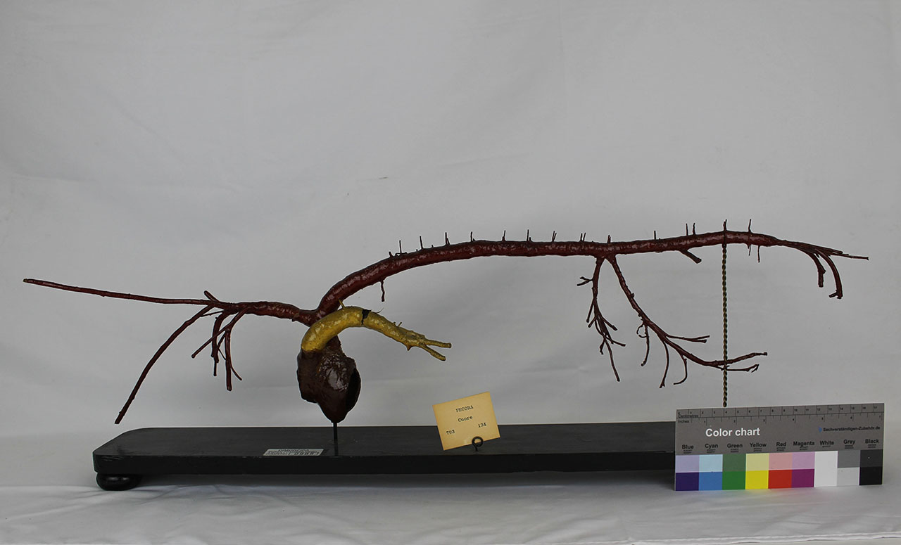 VERTEBRATI/ MAMMIFERI/ pecora (esemplare)