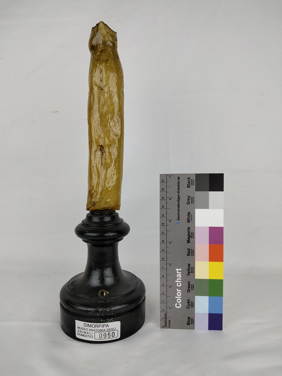 VERTEBRATI/ MAMMIFERI/ cavallo (esemplare)