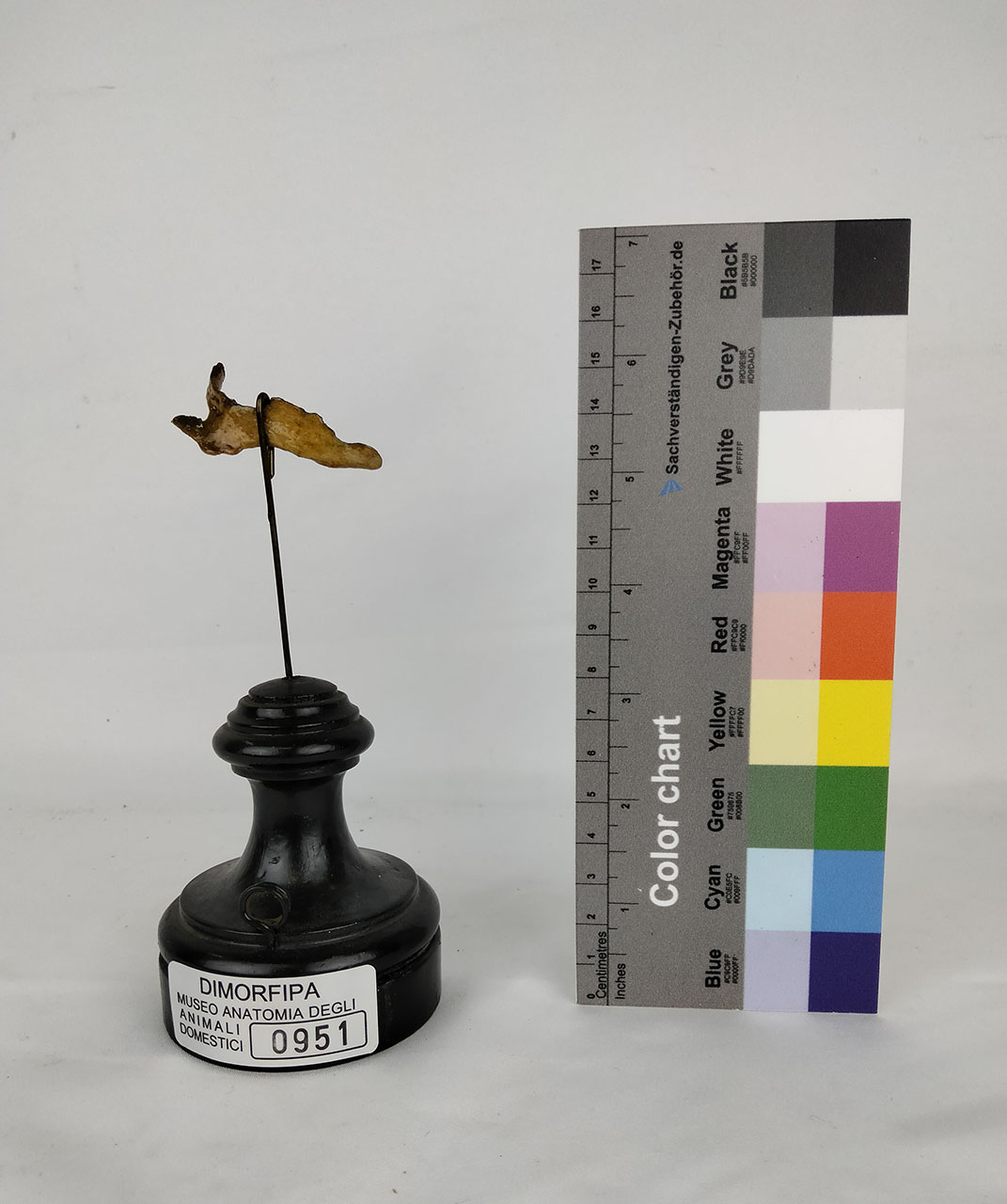 VERTEBRATI/ MAMMIFERI/ cavallo (esemplare)