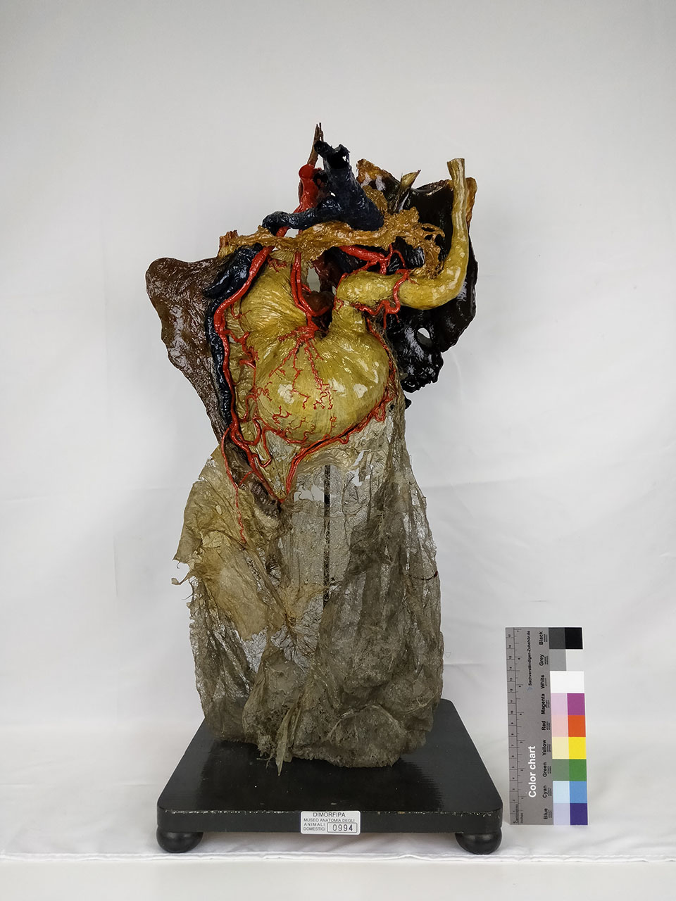 VERTEBRATI/ MAMMIFERI/ cavallo (serie)