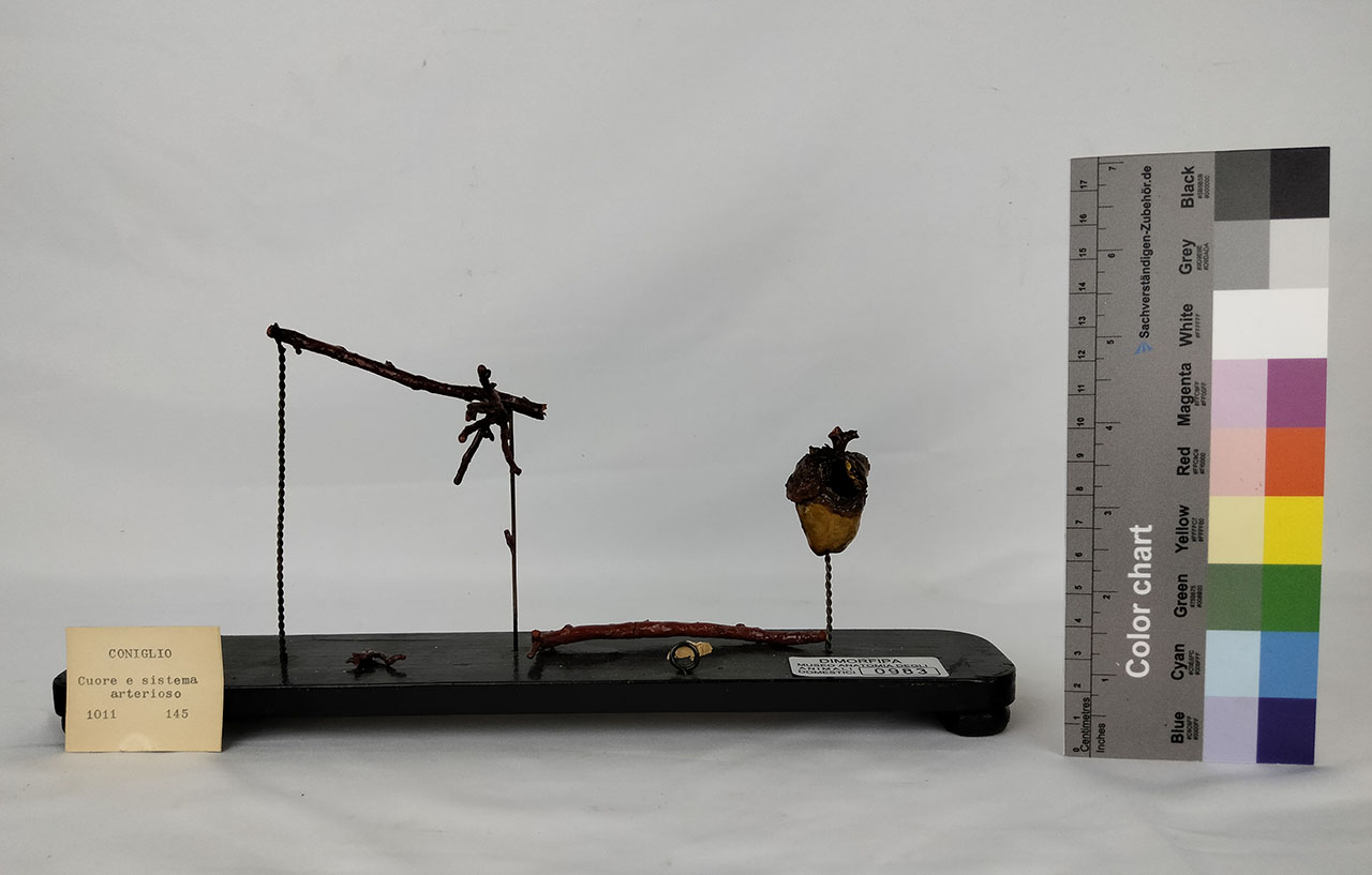 VERTEBRATI/ MAMMIFERI/ coniglio (esemplare)