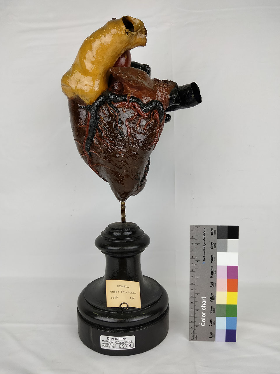 VERTEBRATI/ MAMMIFERI/ cavallo (esemplare)