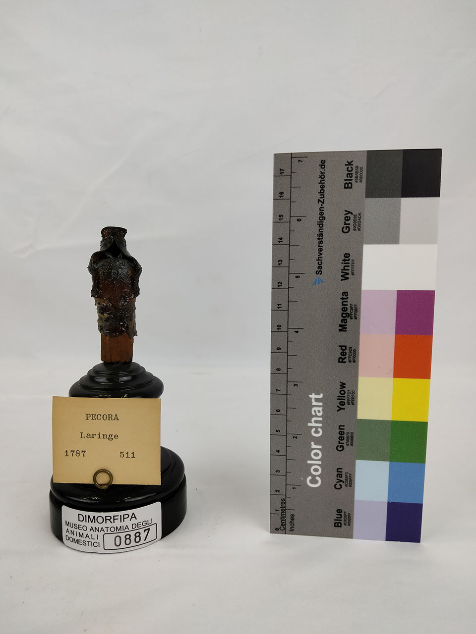 VERTEBRATI/ MAMMIFERI/ pecora (esemplare)