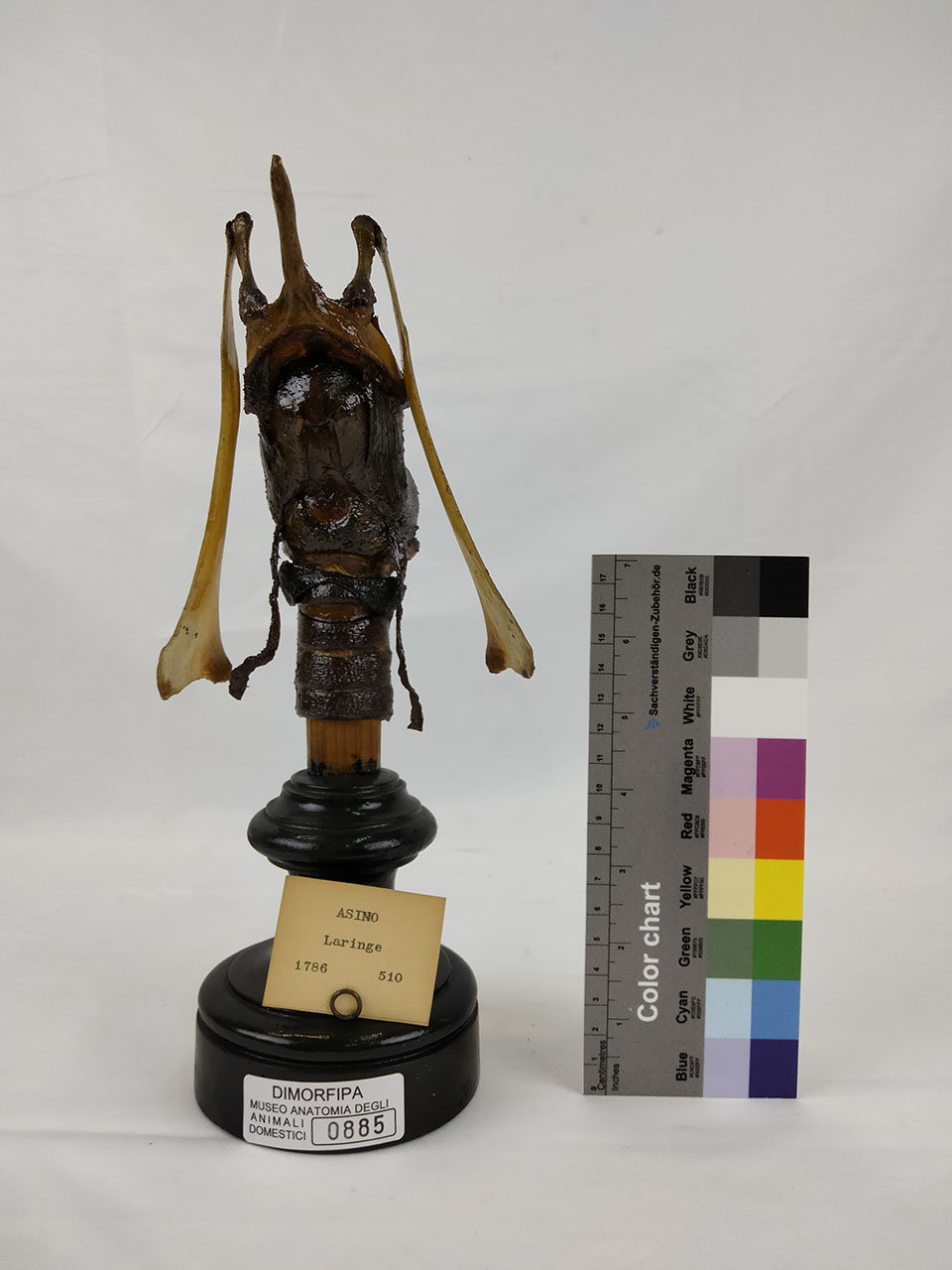 VERTEBRATI/ MAMMIFERI/ asino (esemplare)