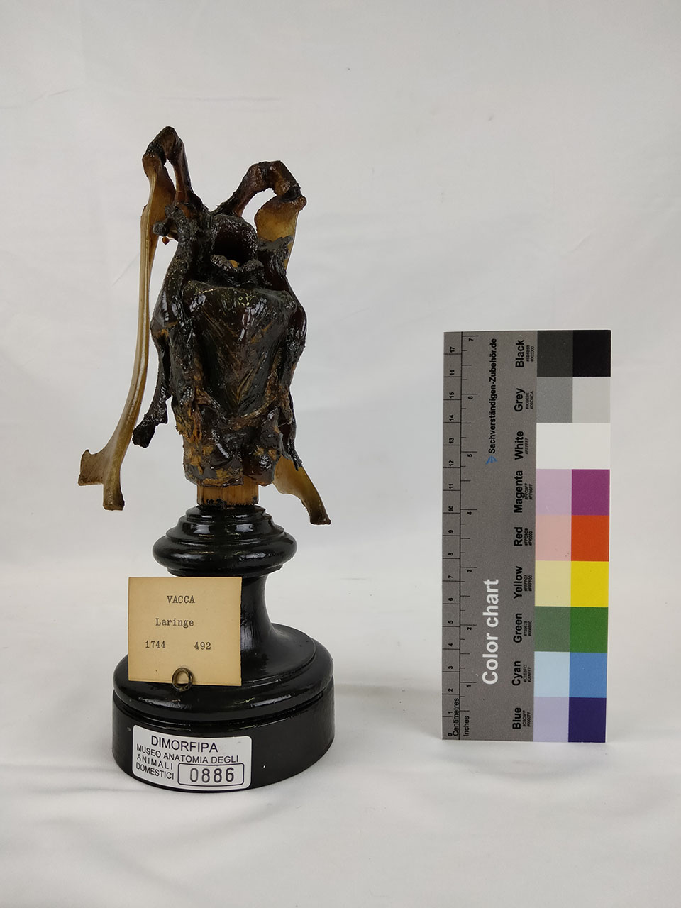 VERTEBRATI/ MAMMIFERI/ vacca (esemplare)