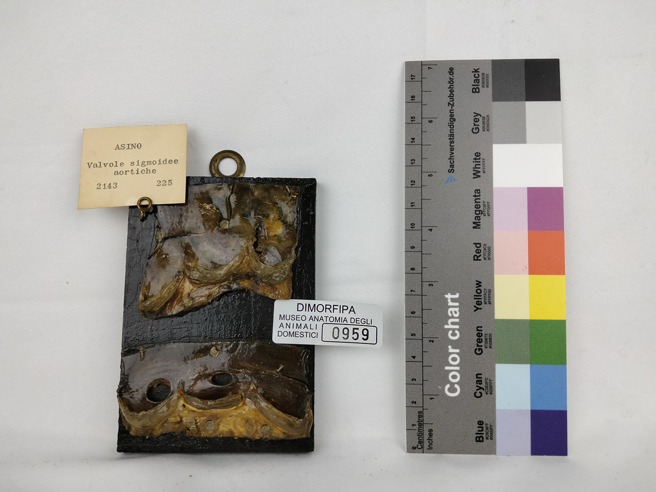 VERTEBRATI/ MAMMIFERI/ asino (esemplare)