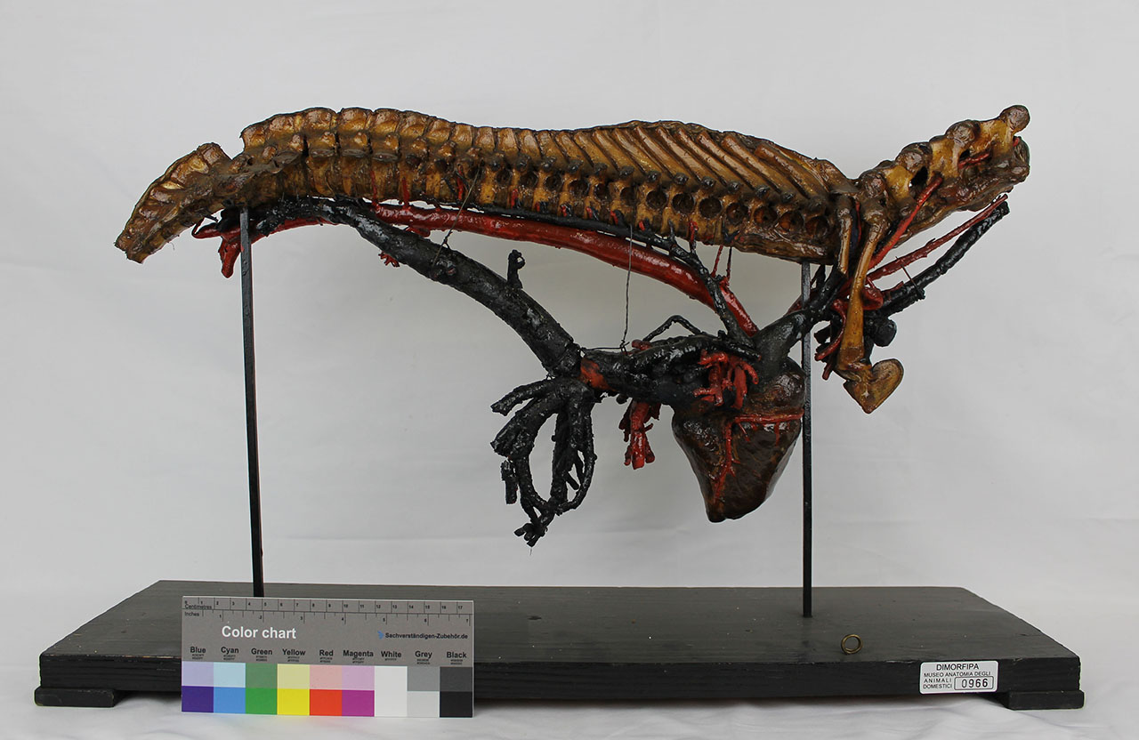 VERTEBRATI/ MAMMIFERI/ cavallo (esemplare)