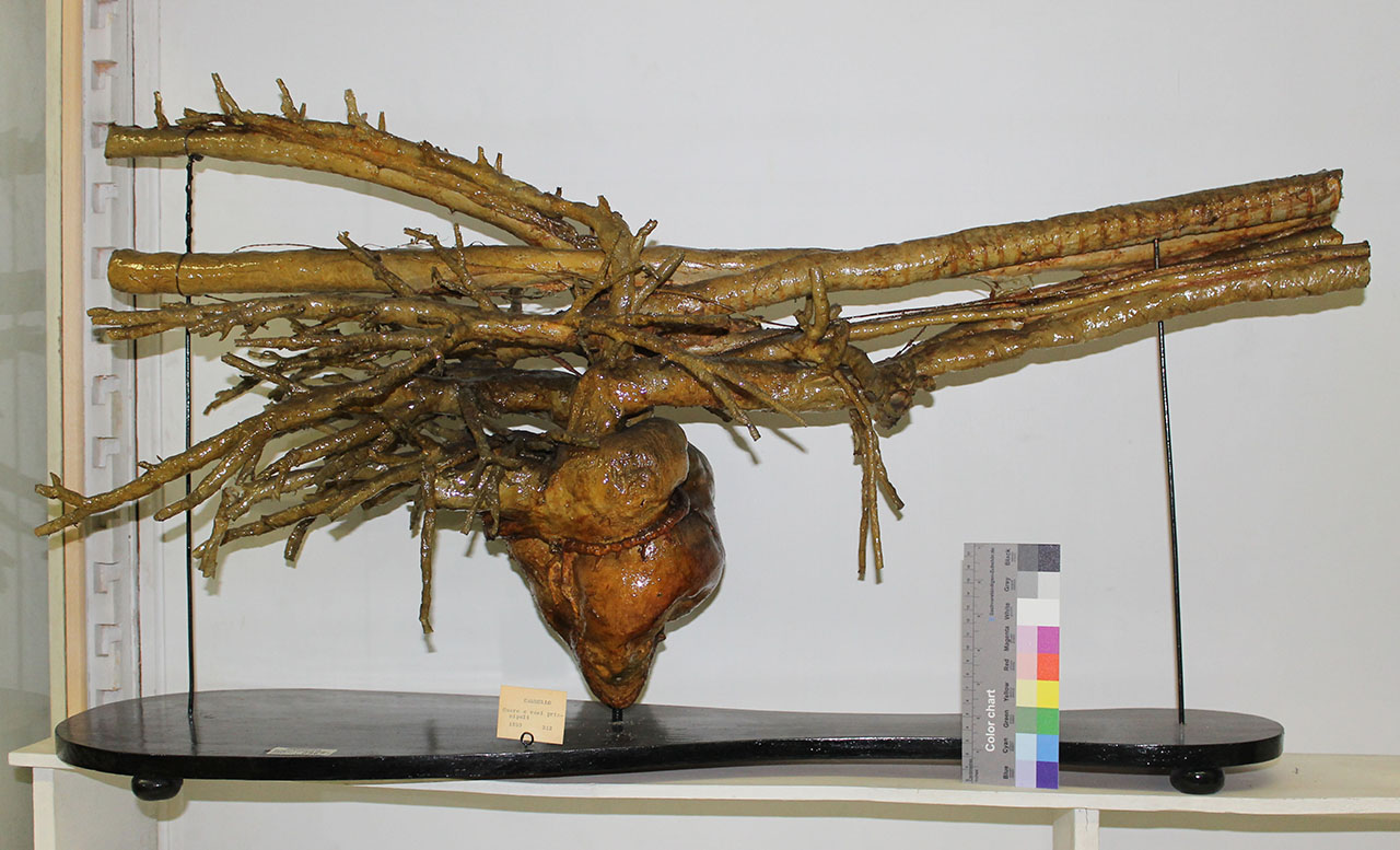 VERTEBRATI/ MAMMIFERI/ cammello (esemplare)