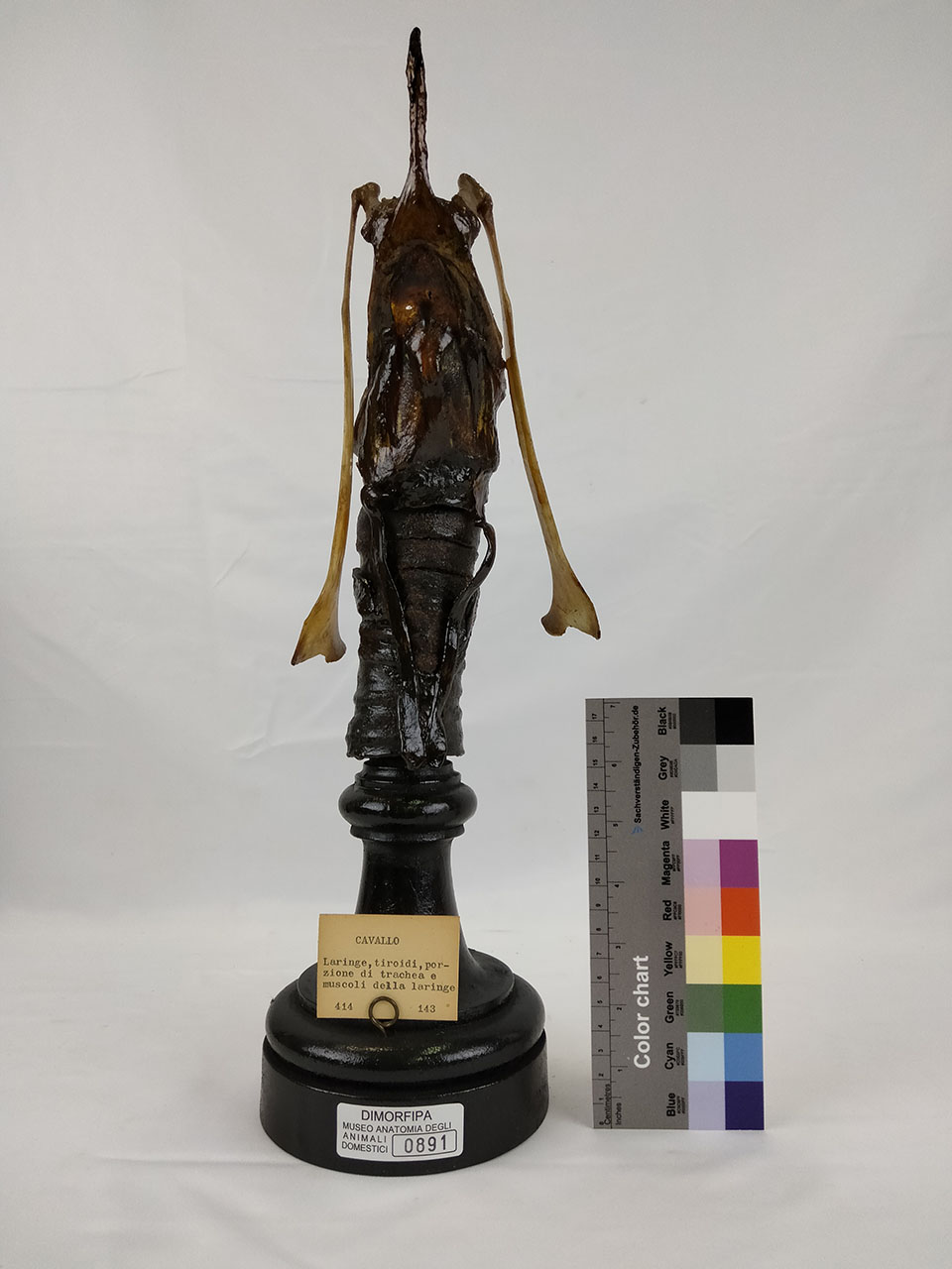 VERTEBRATI/ MAMMIFERI/ cavallo (esemplare)