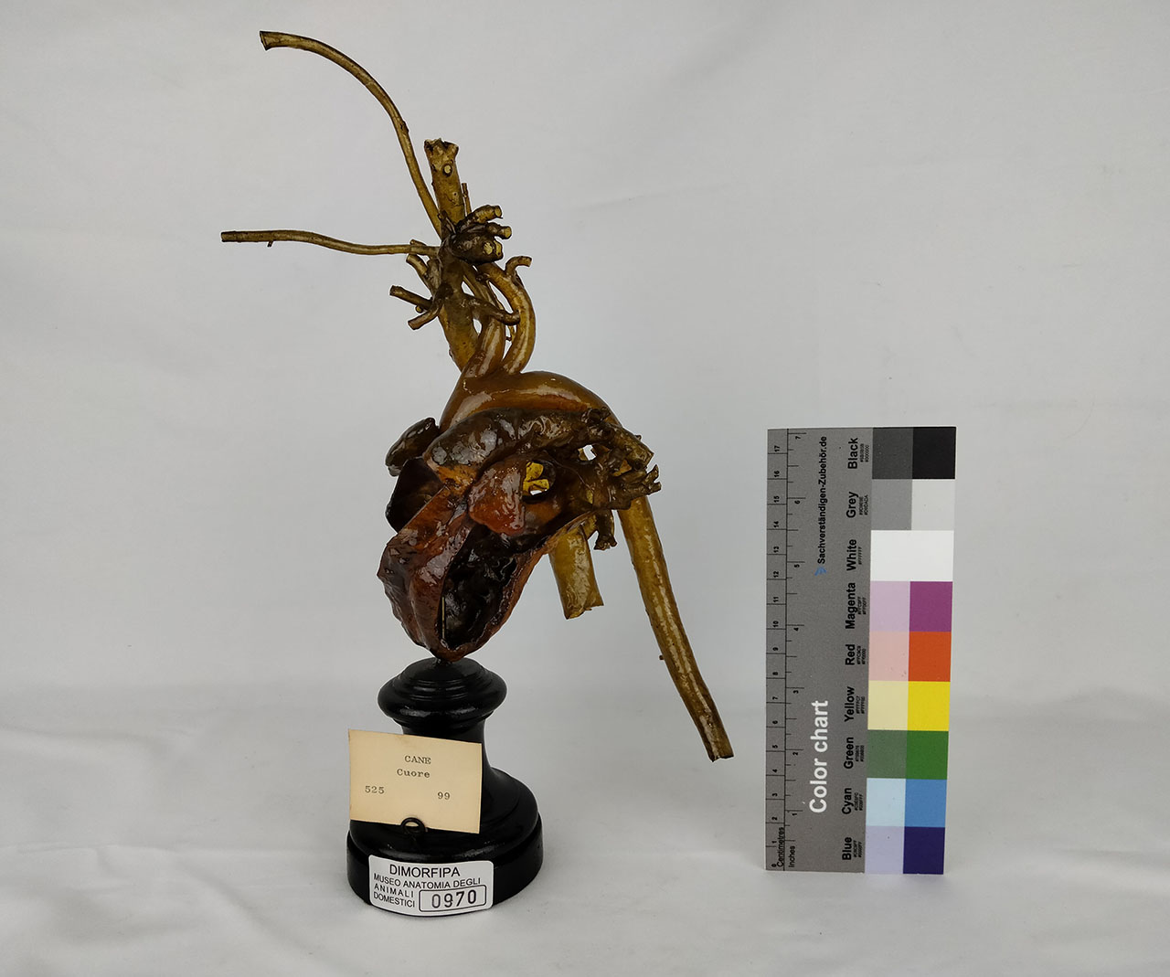 VERTEBRATI/ MAMMIFERI/ cane (esemplare)