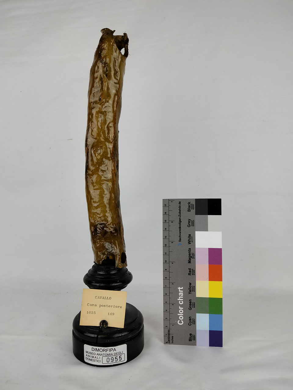 VERTEBRATI/ MAMMIFERI/ cavallo (esemplare)