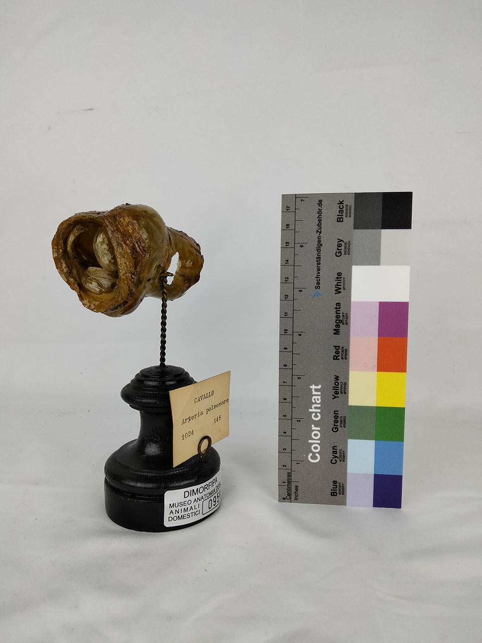 VERTEBRATI/ MAMMIFERI/ cavallo (esemplare)