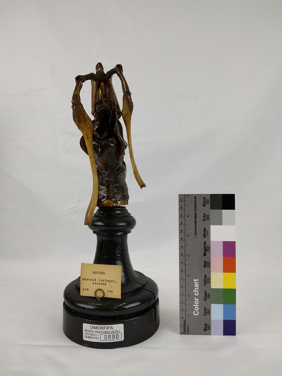 VERTEBRATI/ MAMMIFERI/ bue (esemplare)