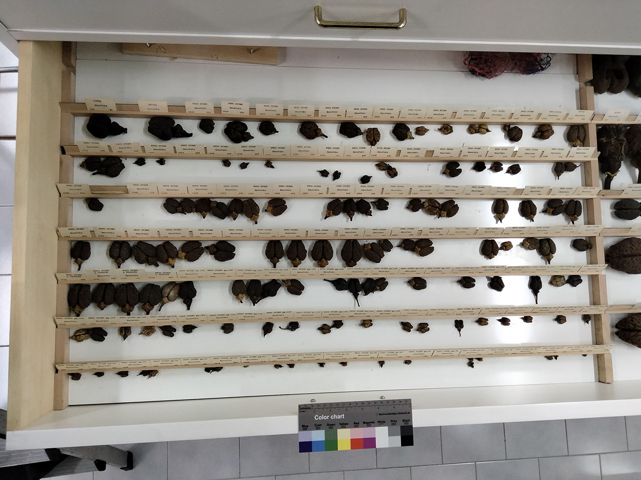 VERTEBRATI/ MAMMIFERI/ ovino (esemplare)