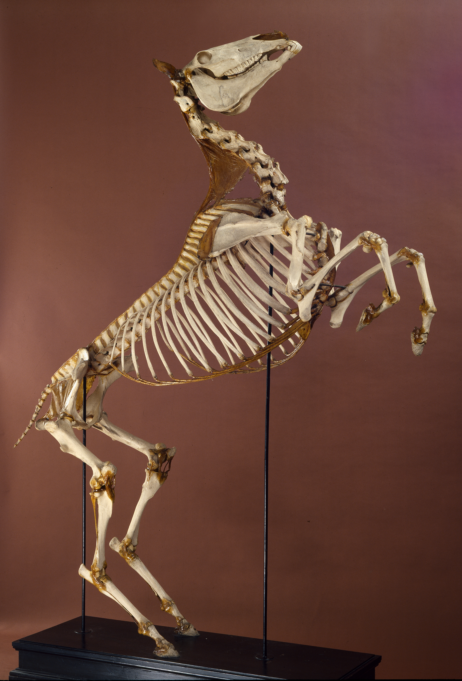 VERTEBRATI/ MAMMIFERI/ cavallo (esemplare)