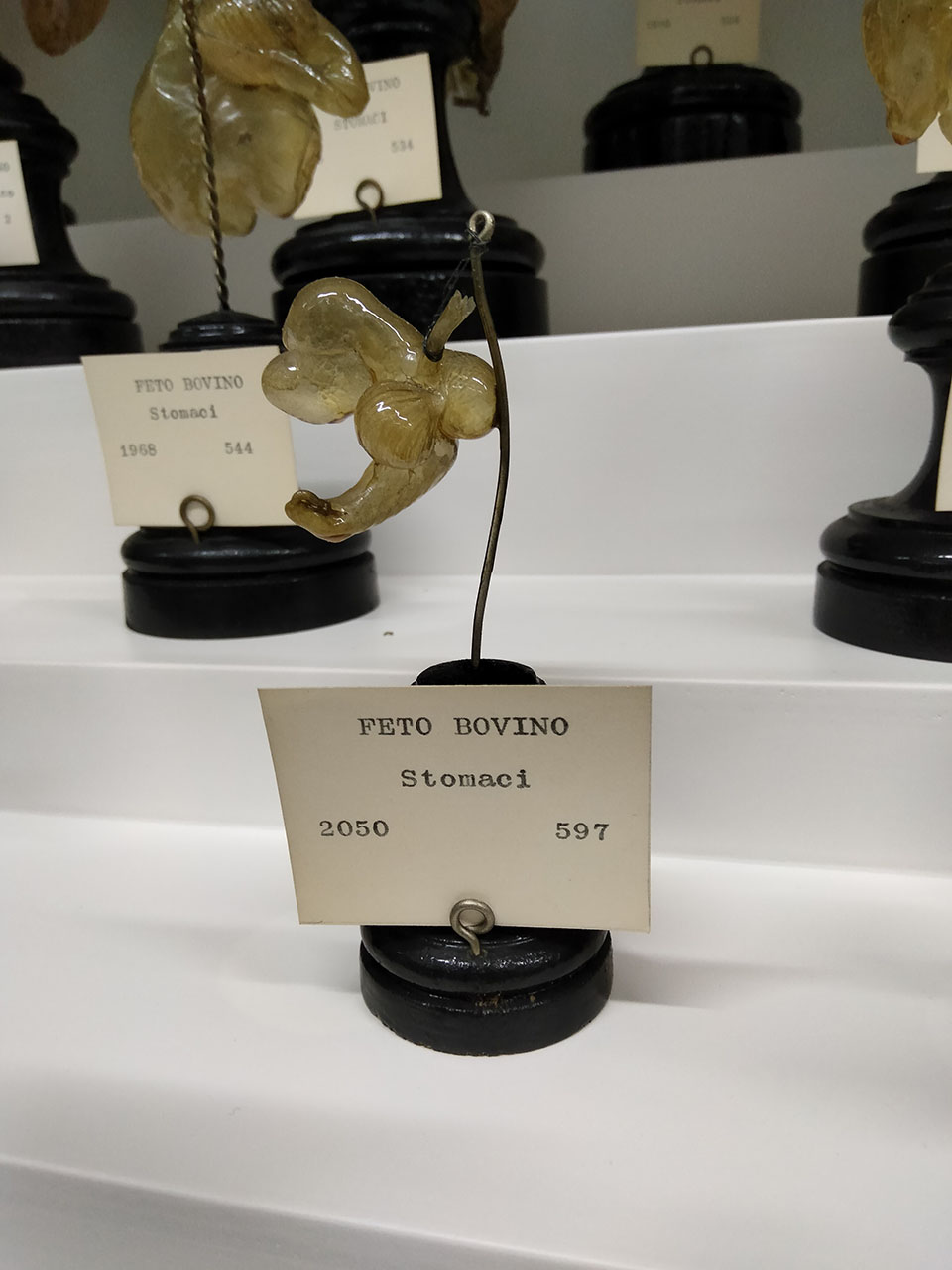 VERTEBRATI/ MAMMIFERI/ bovino (esemplare)
