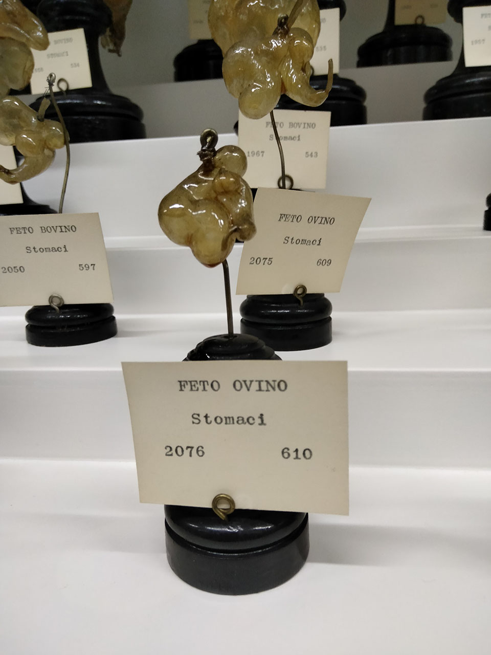 VERTEBRATI/ MAMMIFERI/ ovino (esemplare)