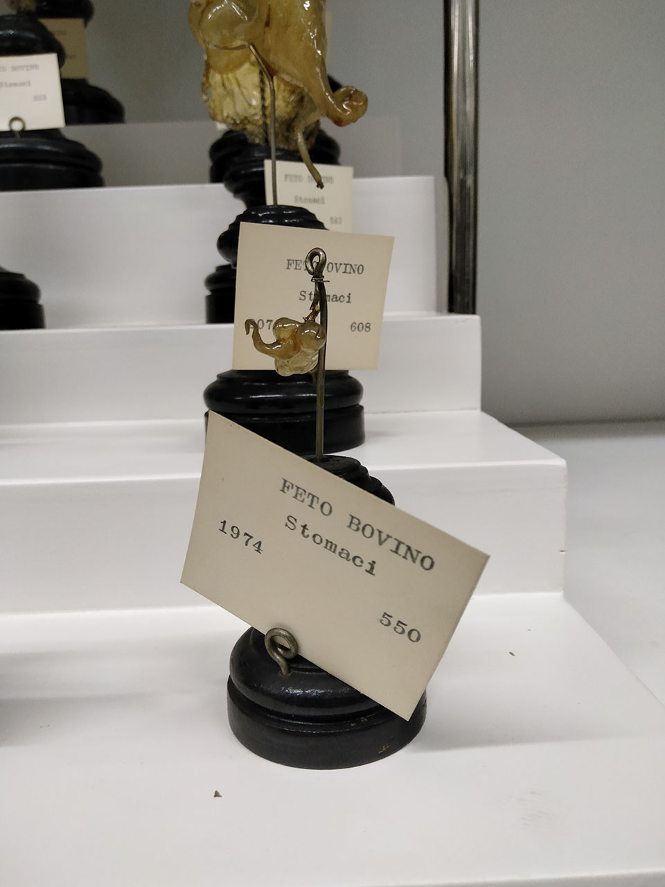 VERTEBRATI/ MAMMIFERI/ bovino (esemplare)