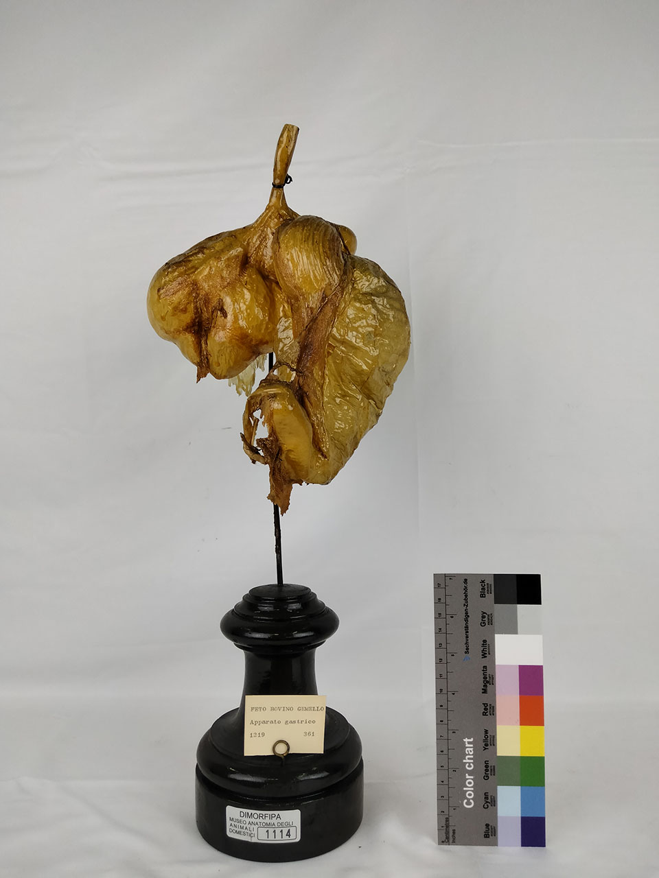 VERTEBRATI/ MAMMIFERI/ bovino (esemplare)