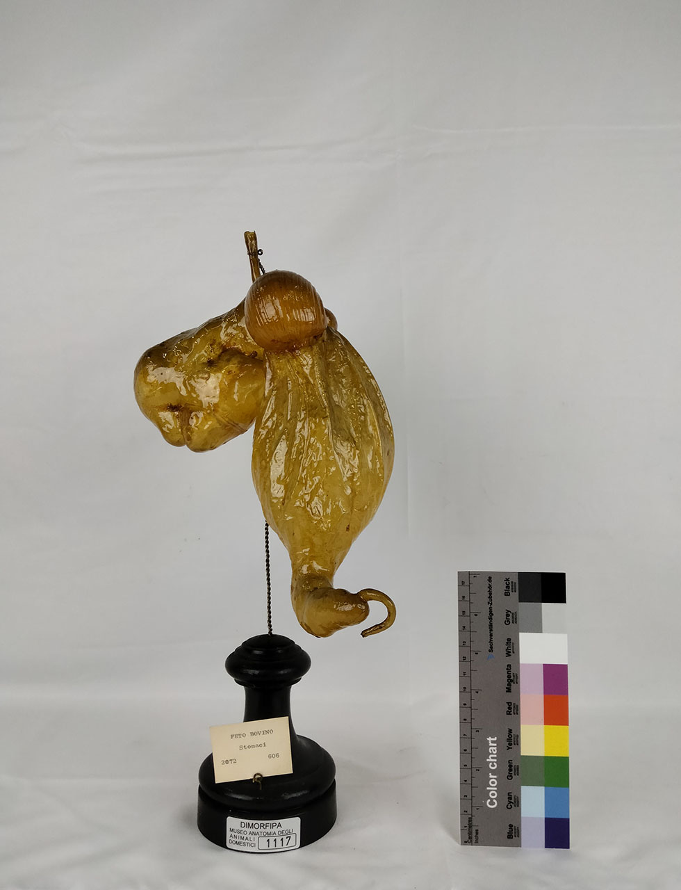 VERTEBRATI/ MAMMIFERI/ bovino (esemplare)