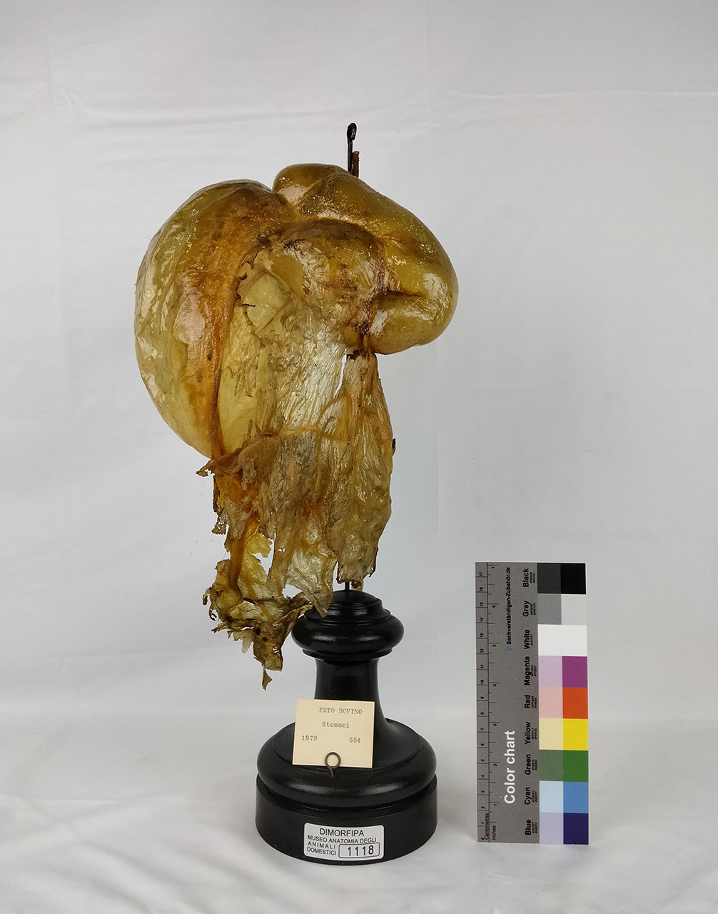 VERTEBRATI/ MAMMIFERI/ bovino (esemplare)