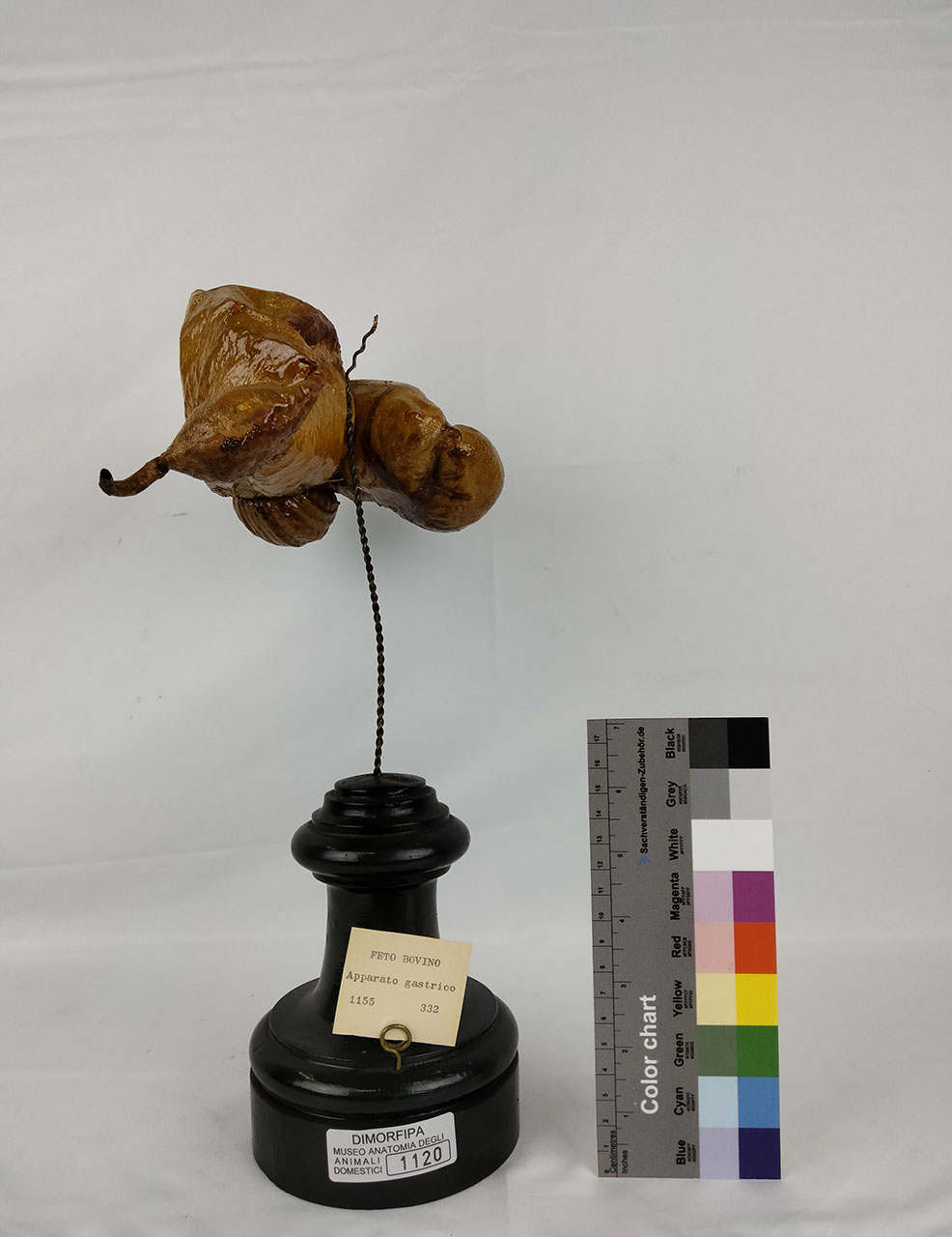 VERTEBRATI/ MAMMIFERI/ bovino (esemplare)
