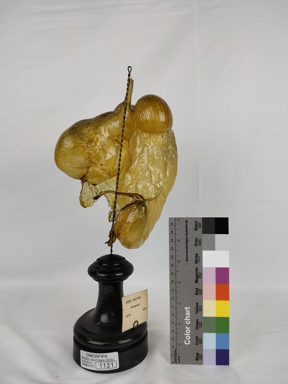 VERTEBRATI/ MAMMIFERI/ bovino (esemplare)