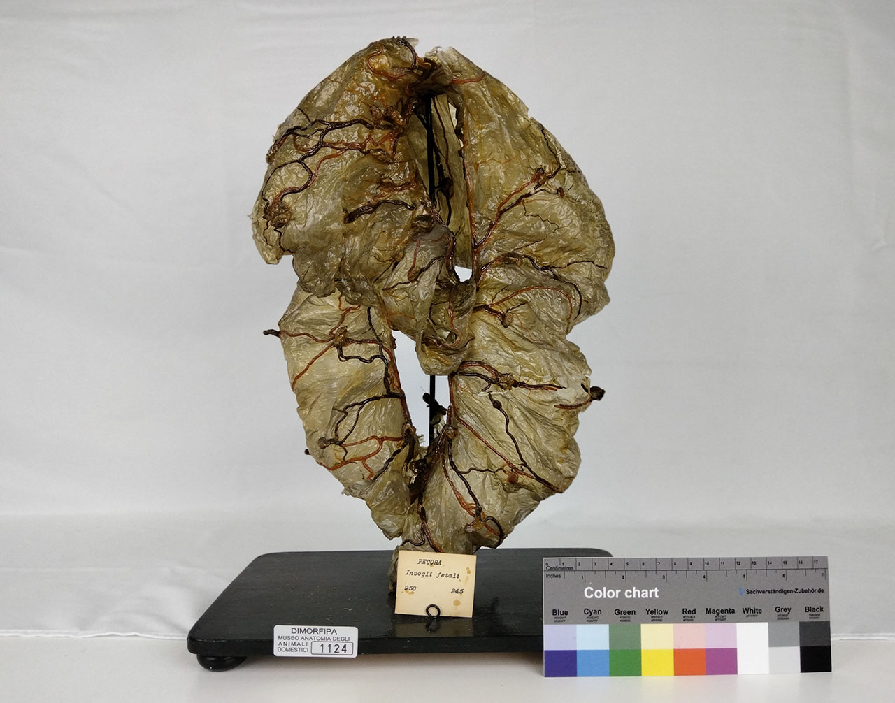 VERTEBRATI/ MAMMIFERI/ pecora (esemplare)