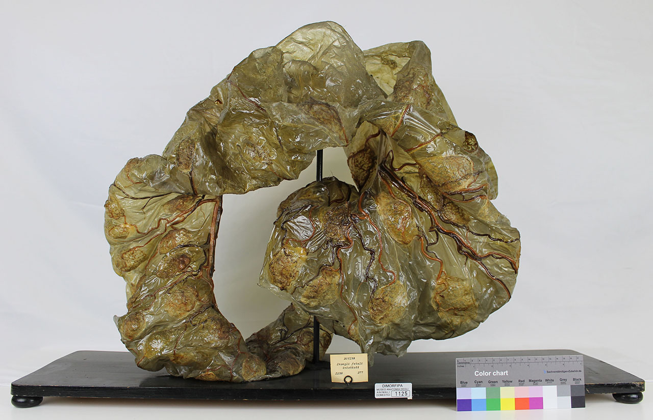 VERTEBRATI/ MAMMIFERI/ bovino (esemplare)