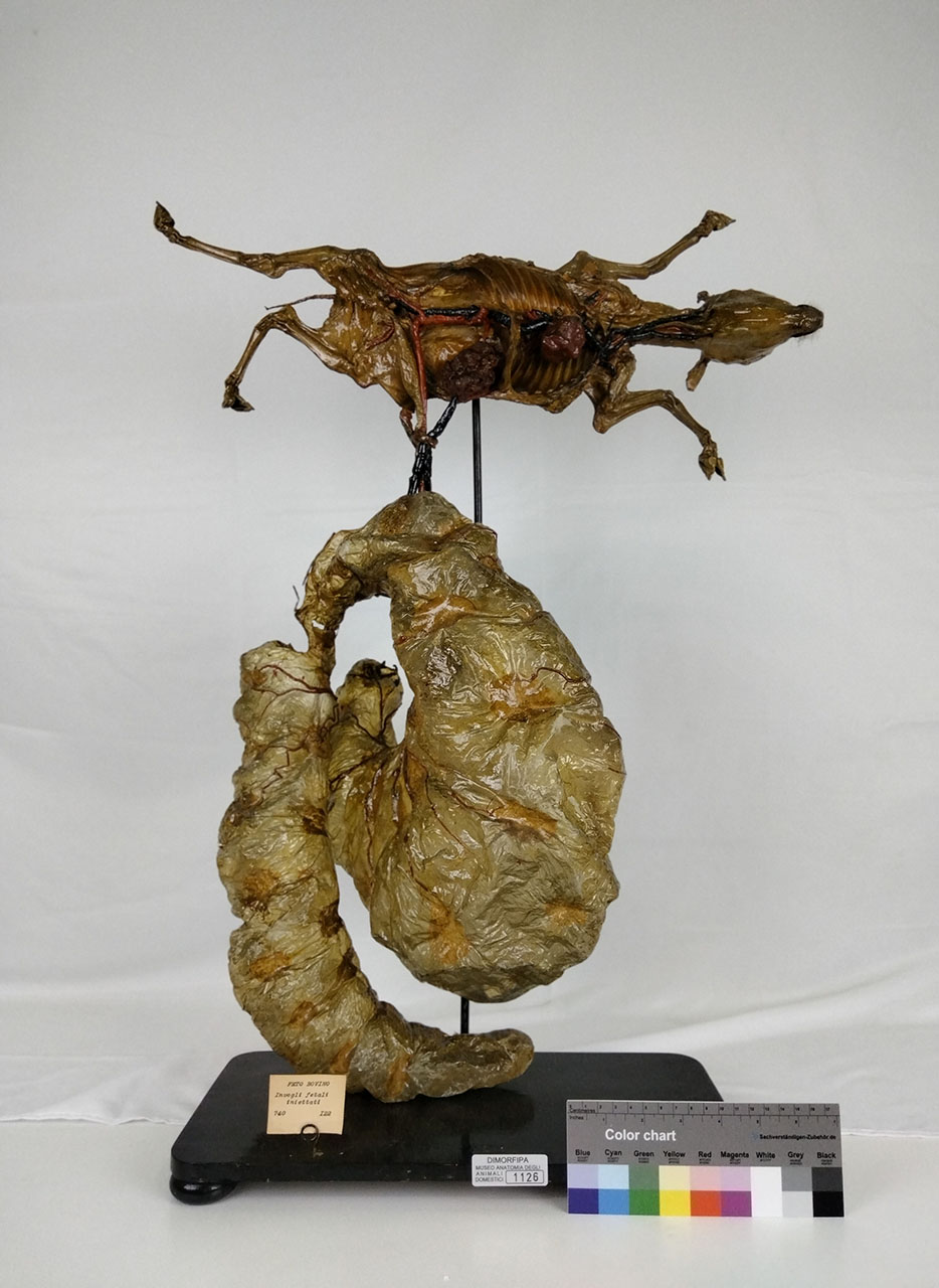 VERTEBRATI/ MAMMIFERI/ bovino (esemplare)