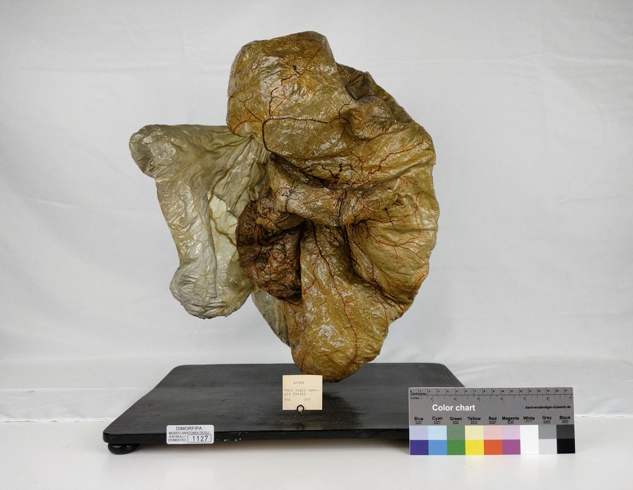 VERTEBRATI/ MAMMIFERI/ asino (esemplare)