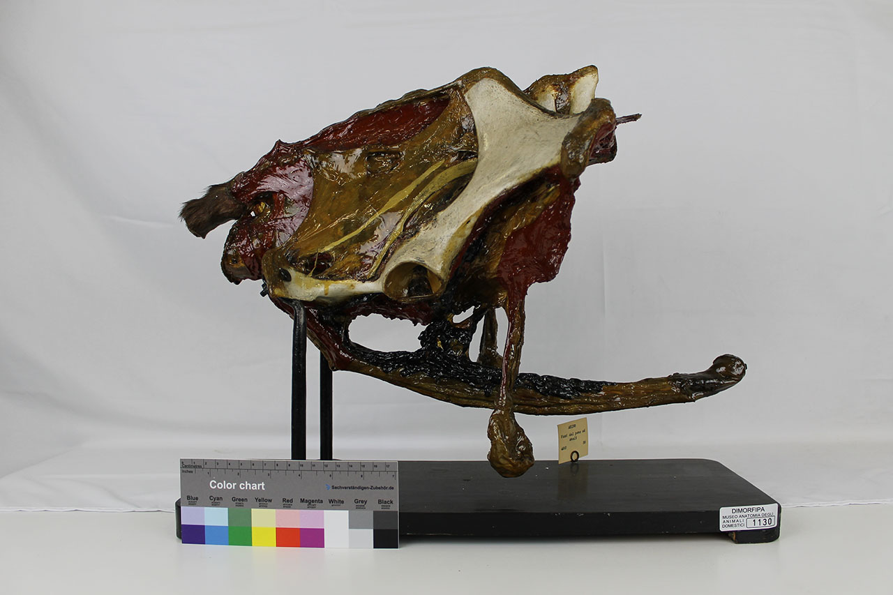 VERTEBRATI/ MAMMIFERI/ asino (esemplare)