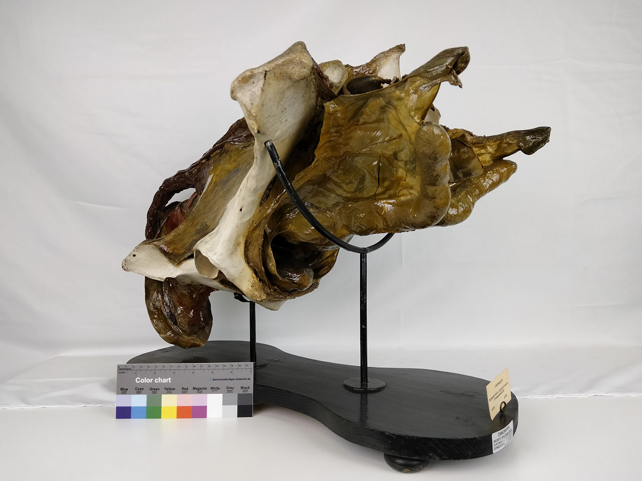 VERTEBRATI/ MAMMIFERI/ cavallo (esemplare)