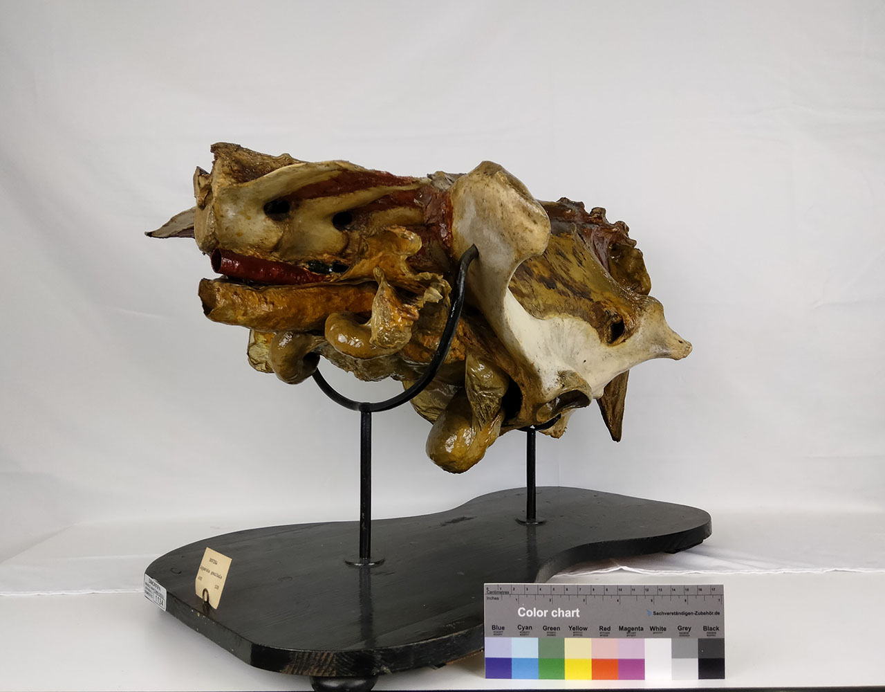 VERTEBRATI/ MAMMIFERI/ vacca (esemplare)