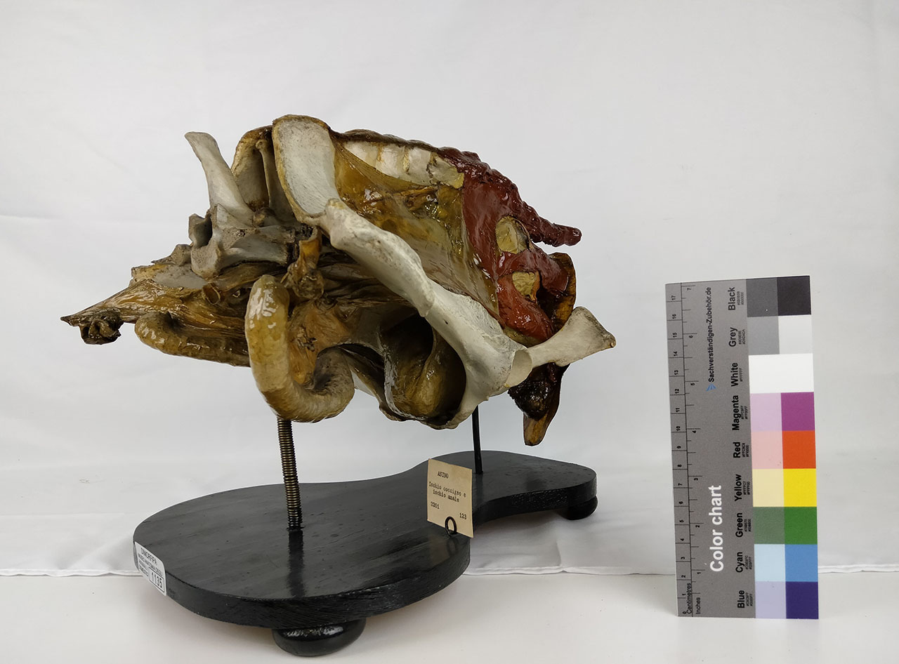 VERTEBRATI/ MAMMIFERI/ asino (esemplare)