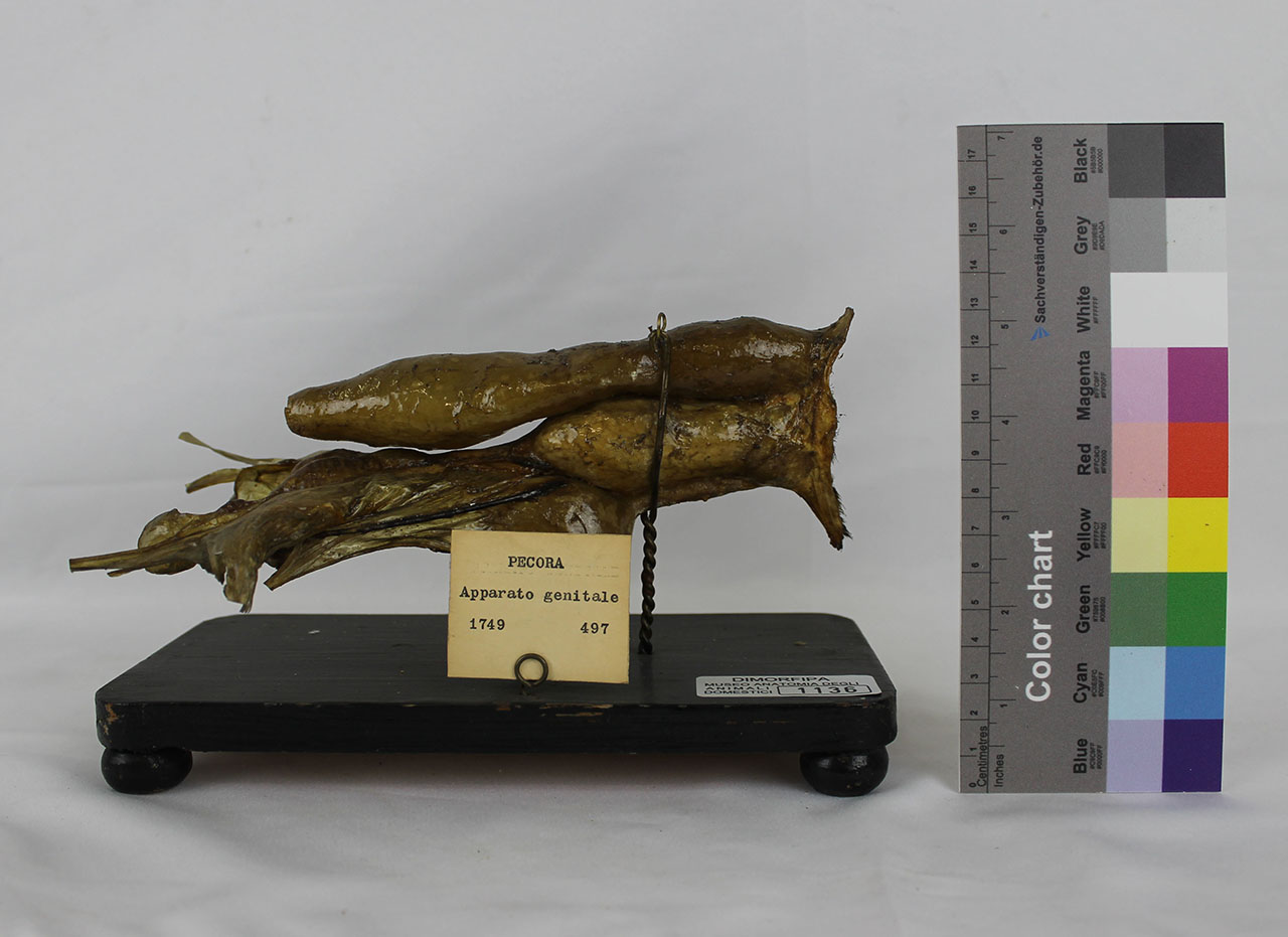 VERTEBRATI/ MAMMIFERI/ pecora (esemplare)