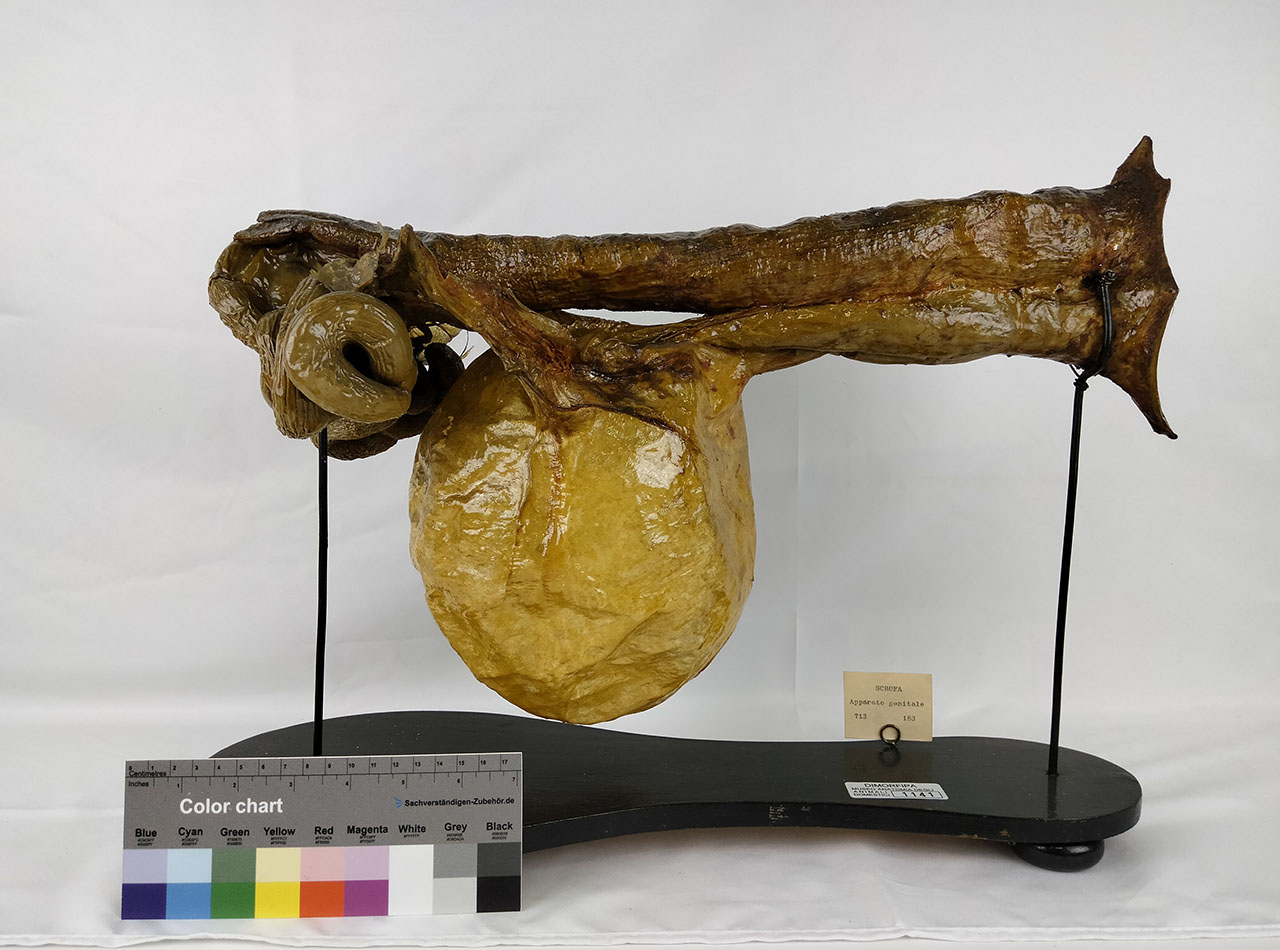 VERTEBRATI/ MAMMIFERI/ maiale (esemplare)