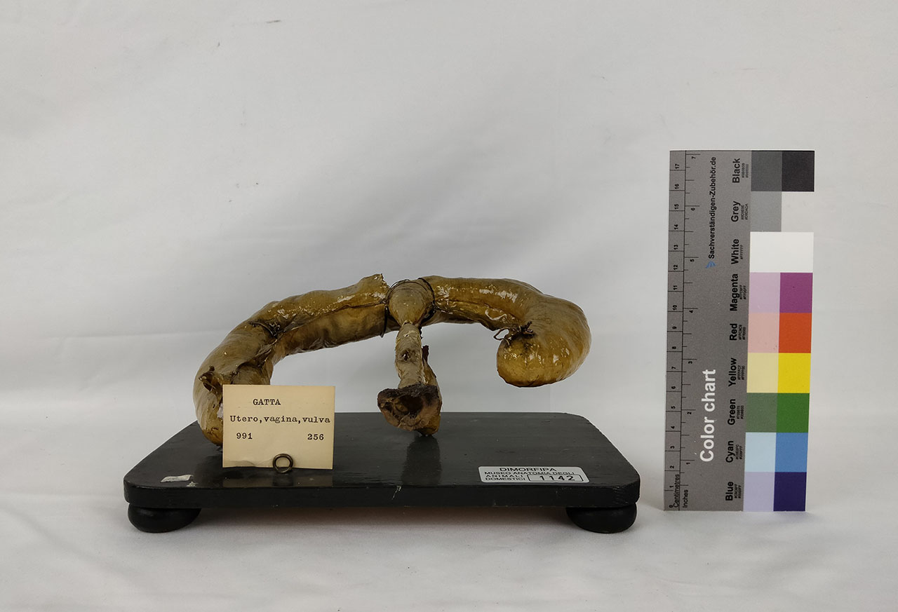 VERTEBRATI/ MAMMIFERI/ gatto (esemplare)