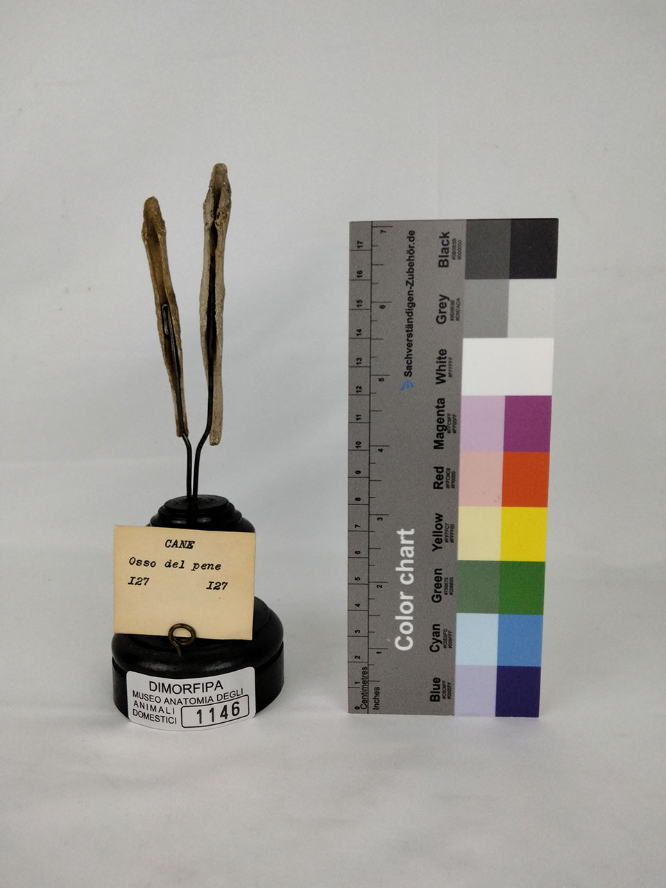 VERTEBRATI/ MAMMIFERI/ cane (esemplare)