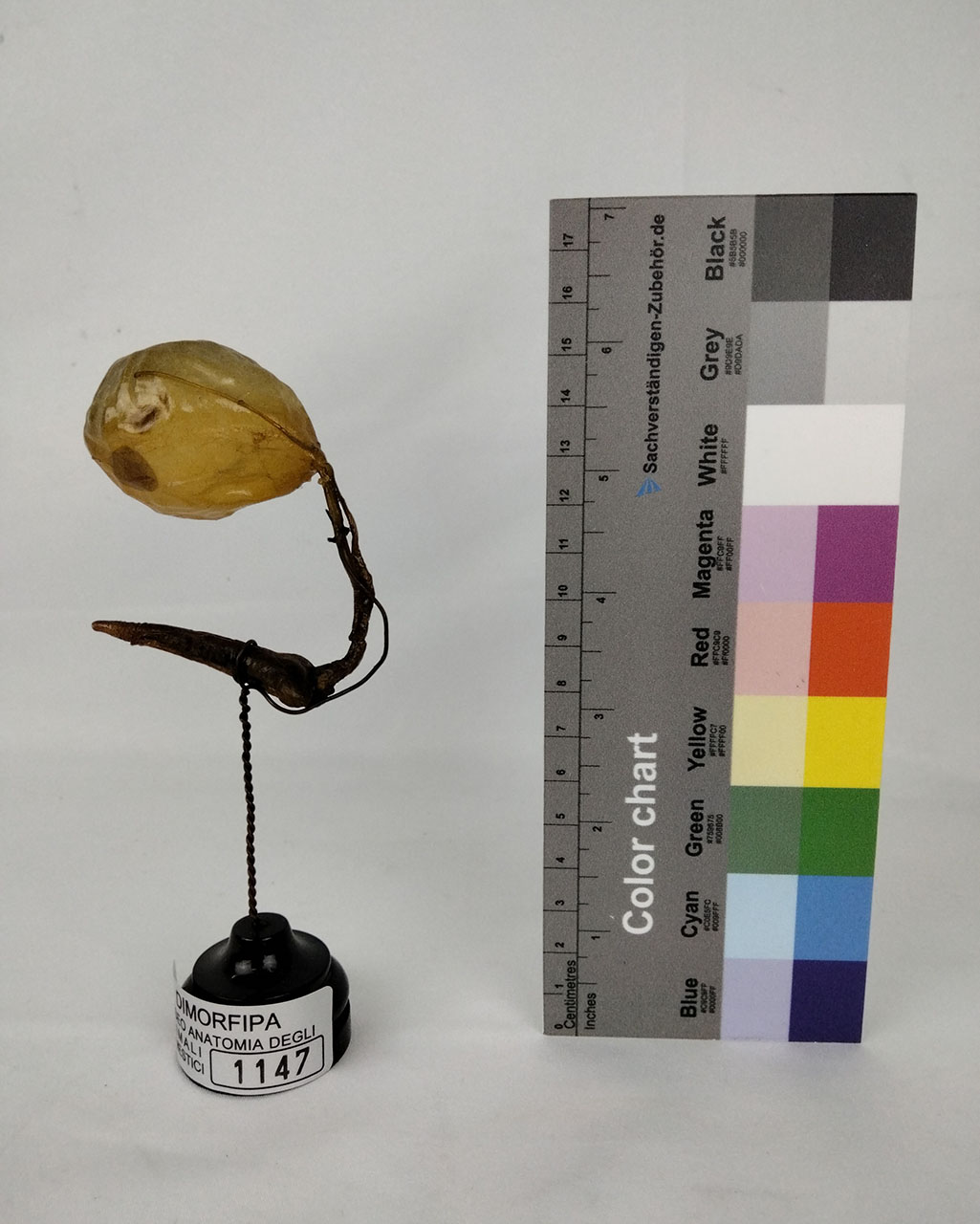 VERTEBRATI/ MAMMIFERI/ gatto (esemplare)