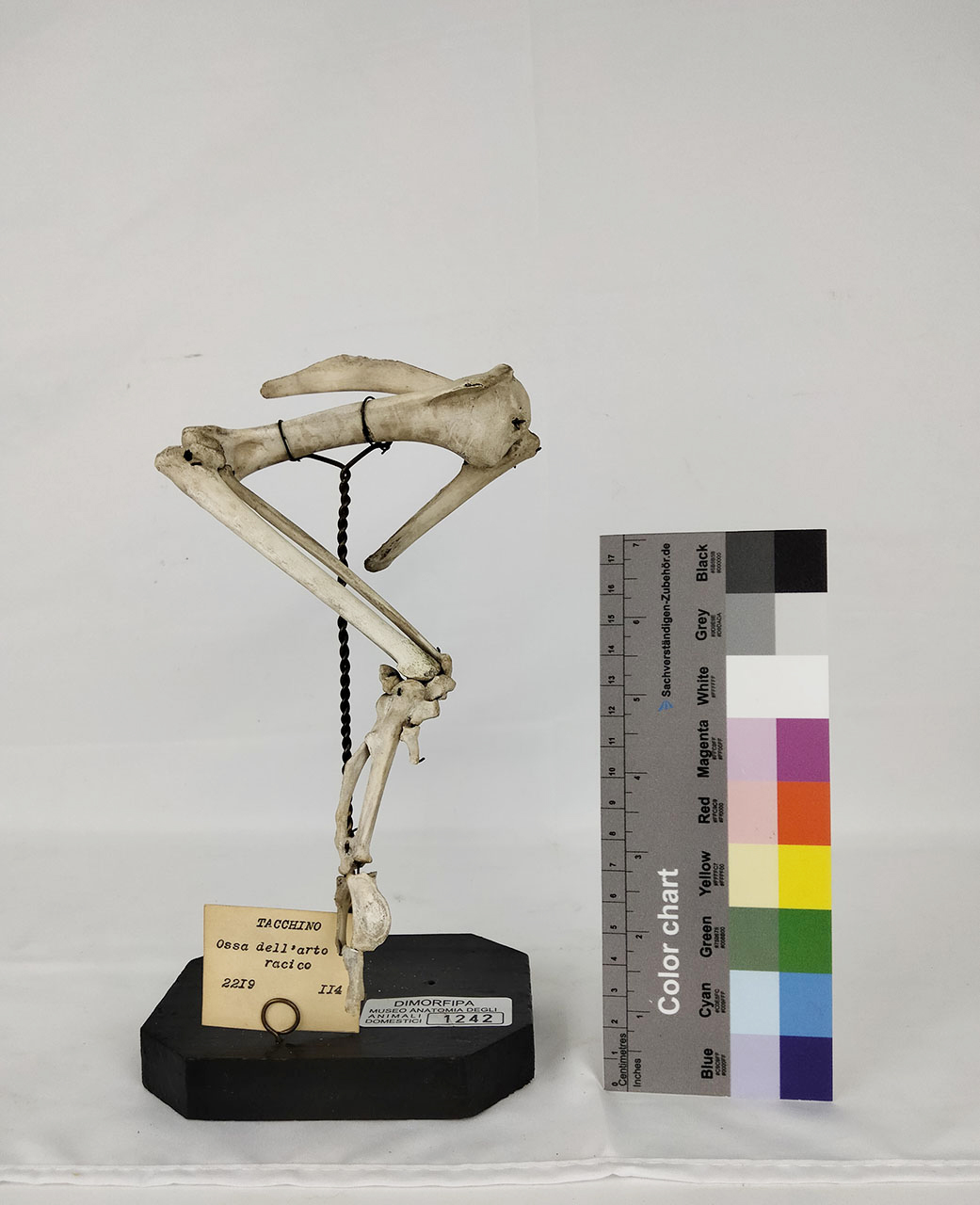 VERTEBRATI/ UCCELLI/ tacchino (esemplare)